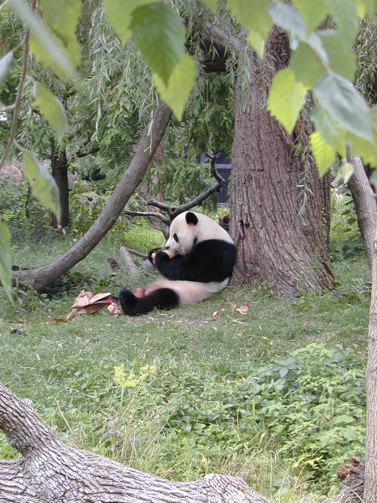 Photos from Washington DC, USA - DSCN4674 Panda in Washington DC zoo.JPG